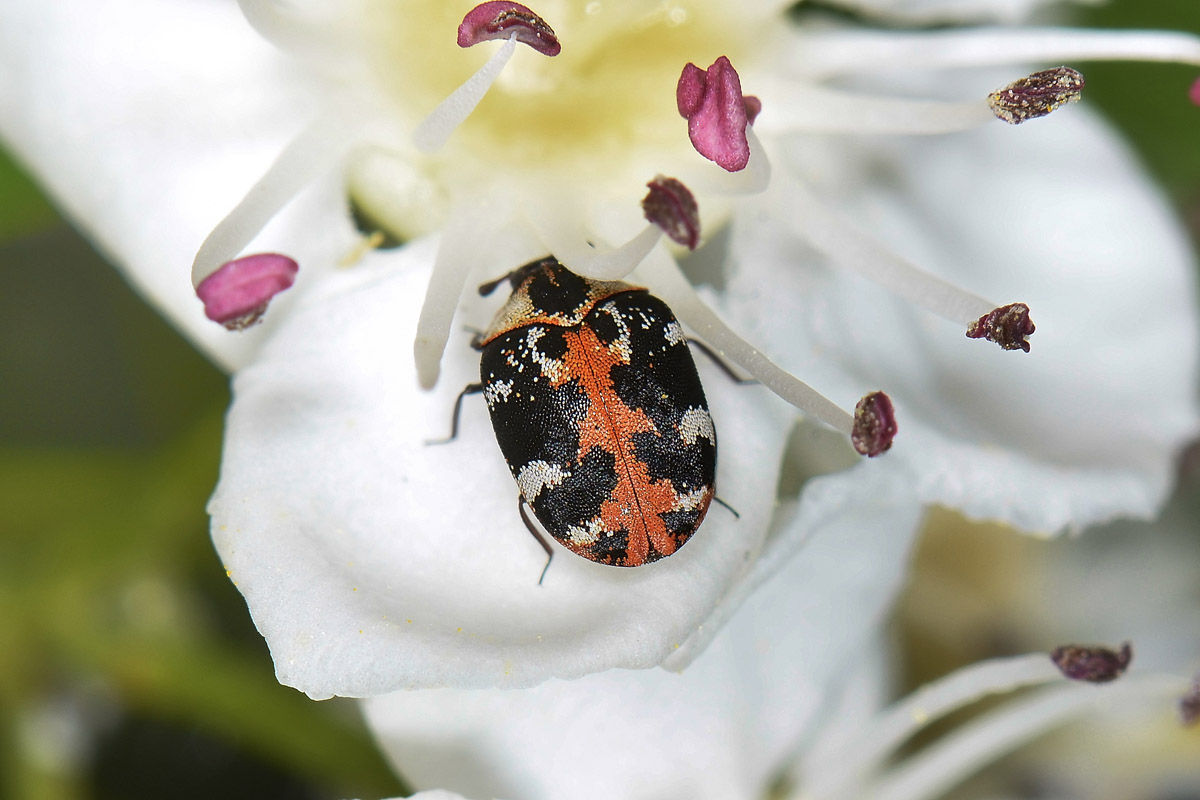 Anthrenus scrophulariae, Dermestidae